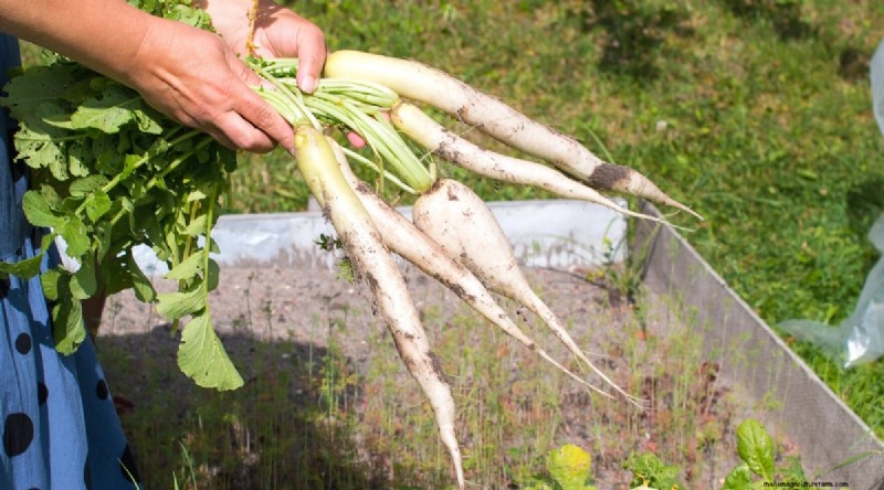 Grow Radishes: 40 Varieties for Every Gardener