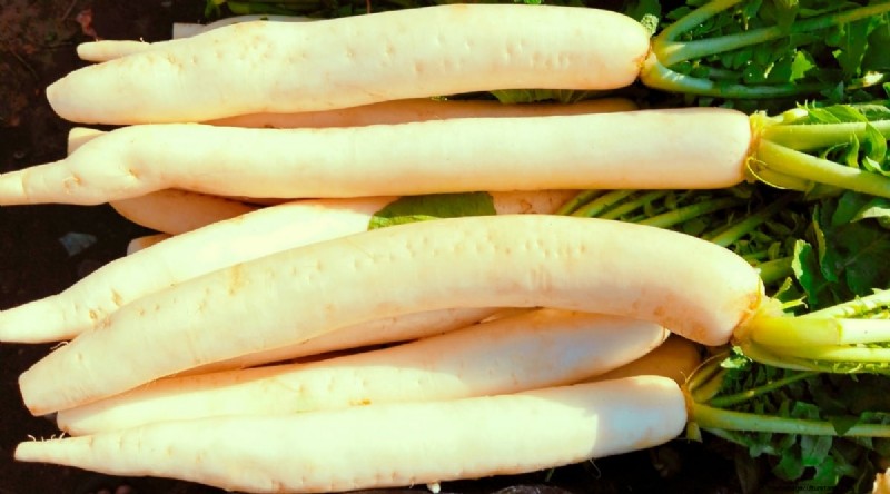 Grow Radishes: 40 Varieties for Every Gardener