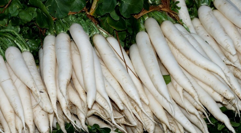 Grow Radishes: 40 Varieties for Every Gardener
