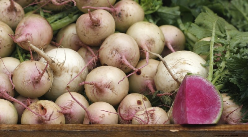 Grow Radishes: 40 Varieties for Every Gardener