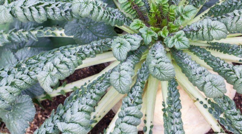 Grow Radishes: 40 Varieties for Every Gardener