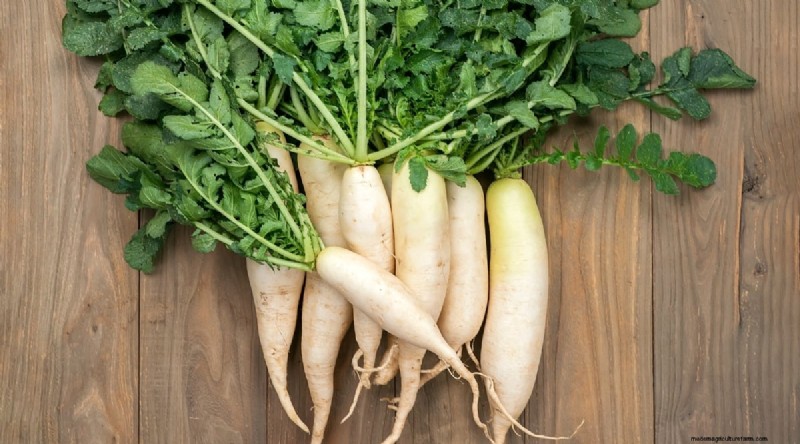 Grow Radishes: 40 Varieties for Every Gardener