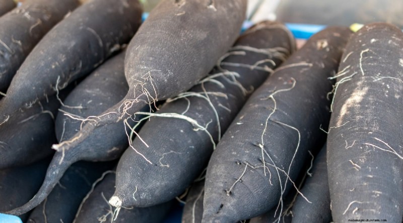 Grow Radishes: 40 Varieties for Every Gardener
