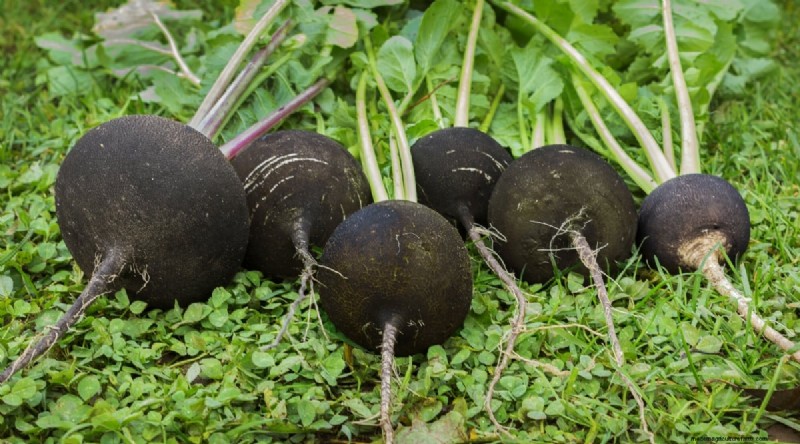 Grow Radishes: 40 Varieties for Every Gardener