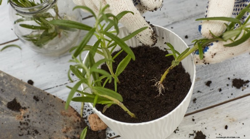 Grow Rosemary in Pots: A Complete Guide for Container Gardening
