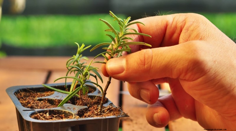 Grow Rosemary in Pots: A Complete Guide for Container Gardening