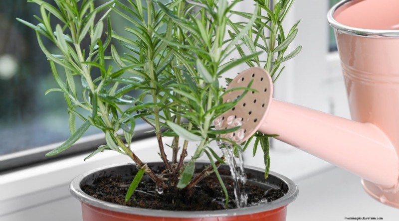 Grow Rosemary in Pots: A Complete Guide for Container Gardening