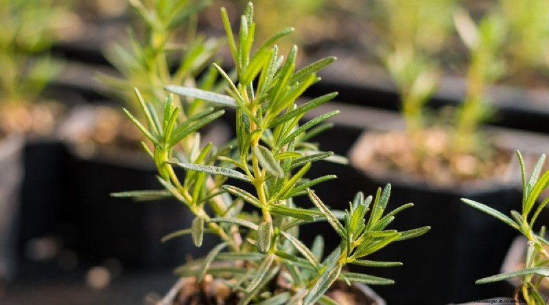 Grow Rosemary in Pots: A Complete Guide for Container Gardening