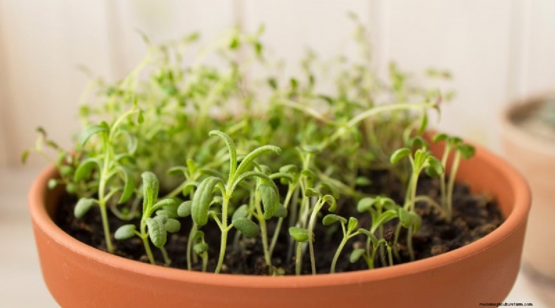 Grow Rosemary in Pots: A Complete Guide for Container Gardening