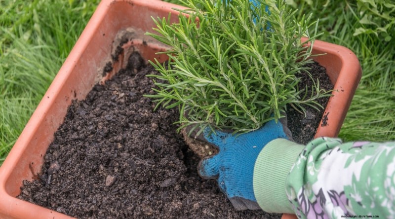 Grow Rosemary in Pots: A Complete Guide for Container Gardening