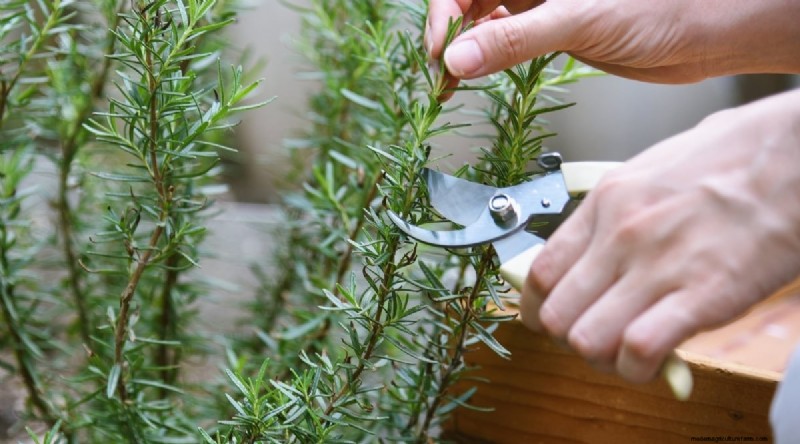 Grow Rosemary in Pots: A Complete Guide for Container Gardening