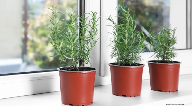 Grow Rosemary in Pots: A Complete Guide for Container Gardening