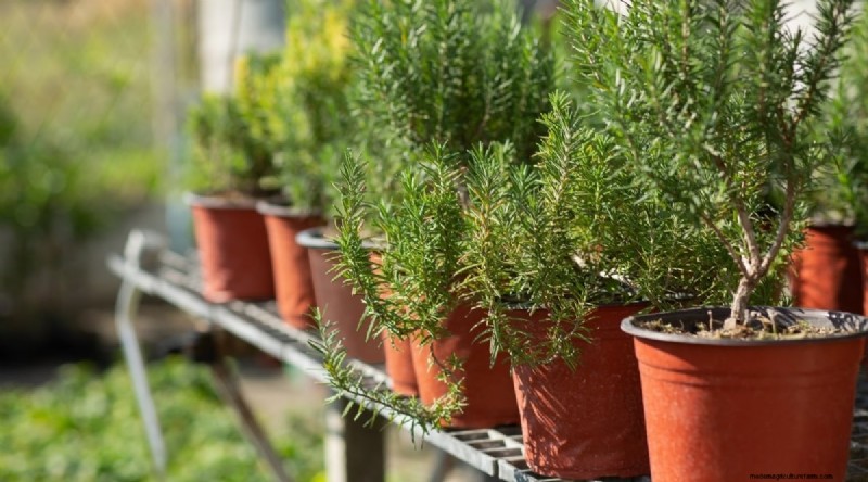 Grow Rosemary in Pots: A Complete Guide for Container Gardening