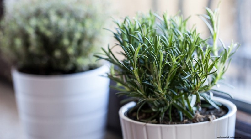 Grow Rosemary in Pots: A Complete Guide for Container Gardening