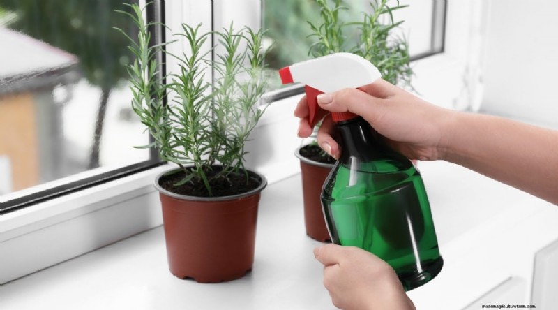 Grow Rosemary in Pots: A Complete Guide for Container Gardening