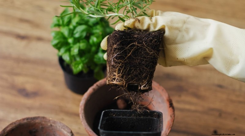 Grow Rosemary in Pots: A Complete Guide for Container Gardening