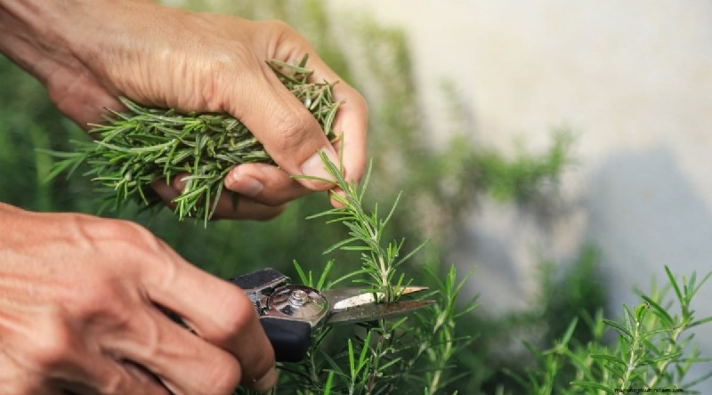 Grow Rosemary in Pots: A Complete Guide for Container Gardening