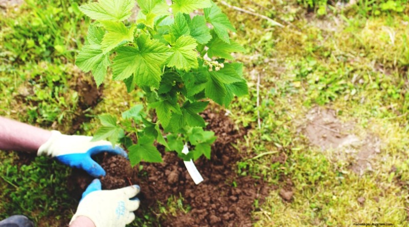 Best Time to Plant Blackberries: A Planting Guide