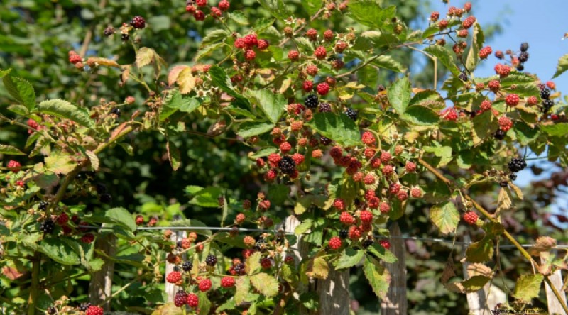 Best Time to Plant Blackberries: A Planting Guide