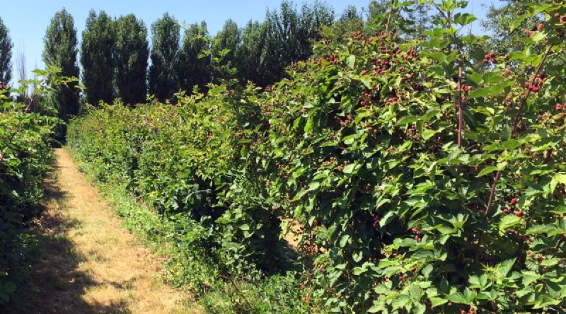 Best Time to Plant Blackberries: A Planting Guide