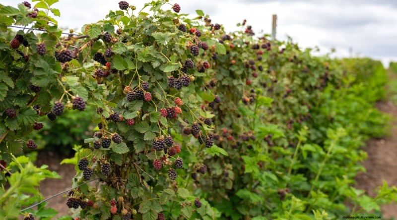 Best Time to Plant Blackberries: A Planting Guide