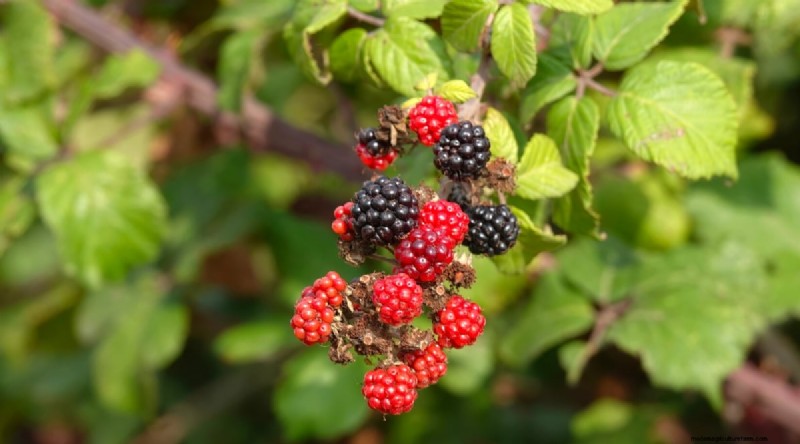 Best Time to Plant Blackberries: A Planting Guide