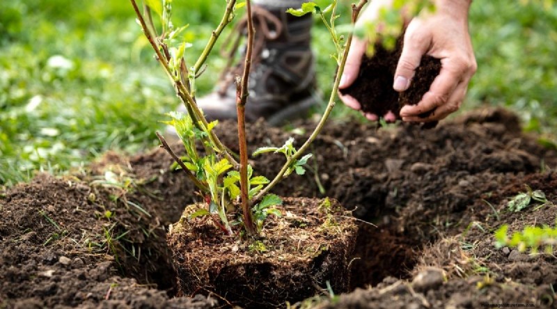 Best Time to Plant Blackberries: A Planting Guide