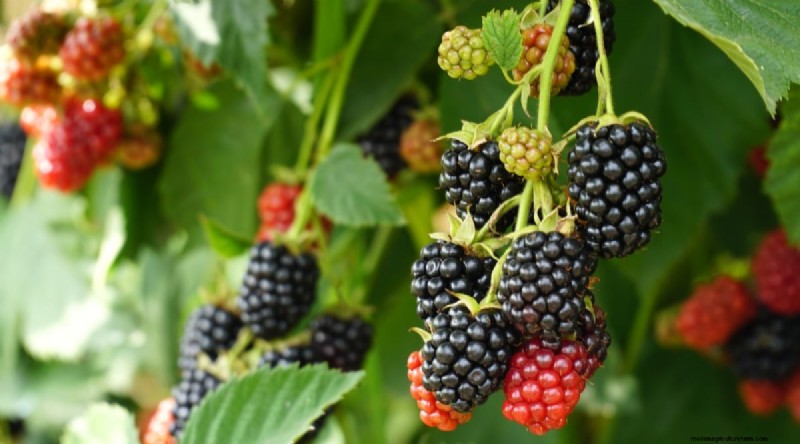 Best Time to Plant Blackberries: A Planting Guide