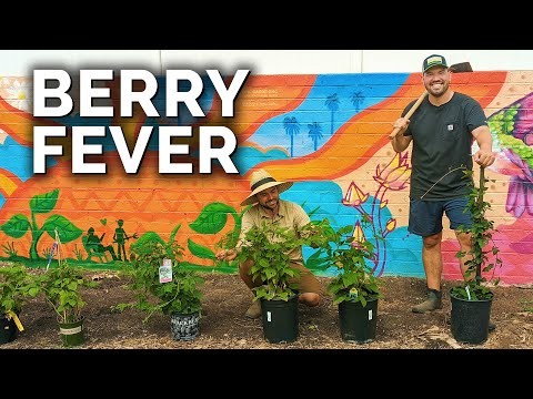 Best Time to Plant Blackberries: A Planting Guide