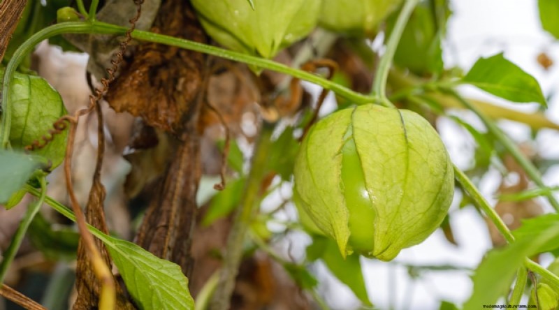 Tomatillo Harvest Guide: When & How to Pick for Peak Flavor