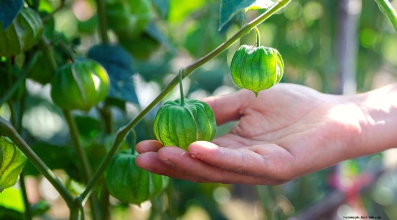 Tomatillo Harvest Guide: When & How to Pick for Peak Flavor