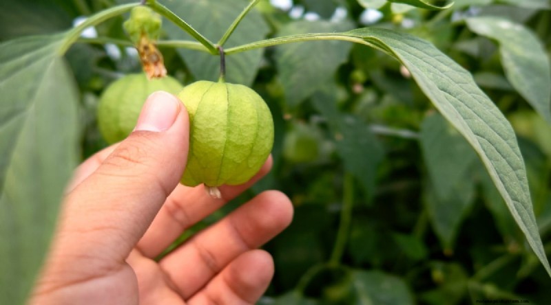 Tomatillo Harvest Guide: When & How to Pick for Peak Flavor