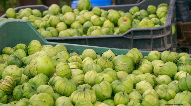 Tomatillo Harvest Guide: When & How to Pick for Peak Flavor