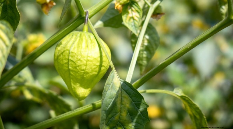 Tomatillo Harvest Guide: When & How to Pick for Peak Flavor