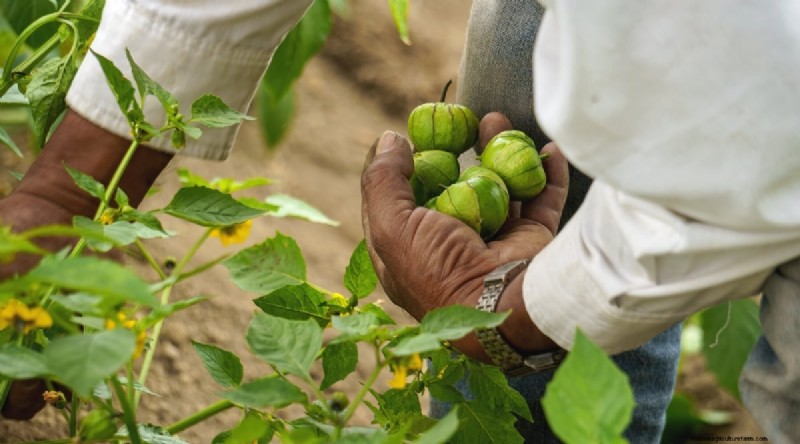 Tomatillo Harvest Guide: When & How to Pick for Peak Flavor