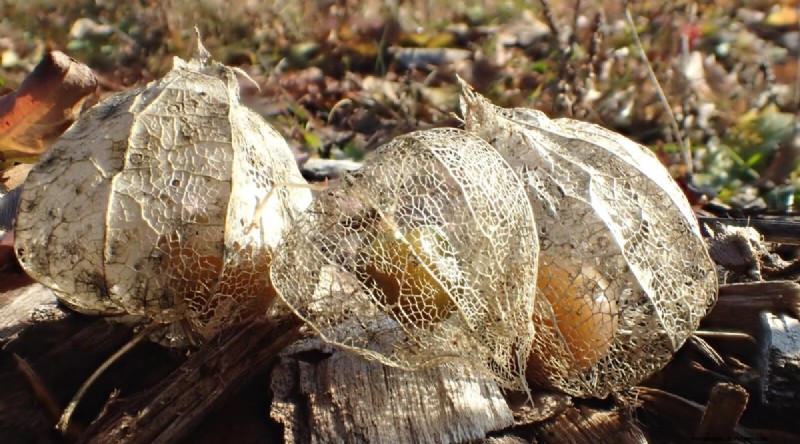Tomatillo Harvest Guide: When & How to Pick for Peak Flavor