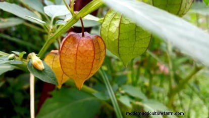 Ground Cherry: Planting, Growing & Care Guide | [Your Brand/Site Name]