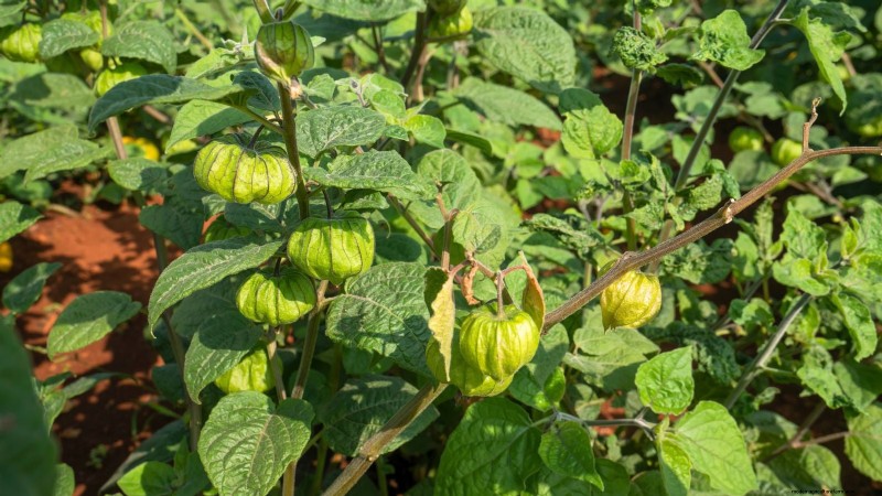 Ground Cherry: Planting, Growing & Care Guide | [Your Brand/Site Name]