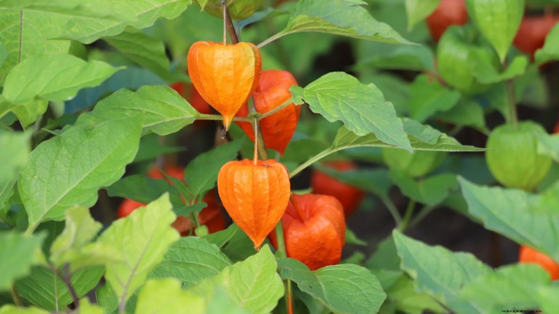 Ground Cherry: Planting, Growing & Care Guide | [Your Brand/Site Name]
