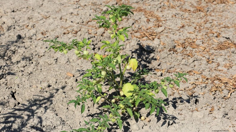 Ground Cherry: Planting, Growing & Care Guide | [Your Brand/Site Name]