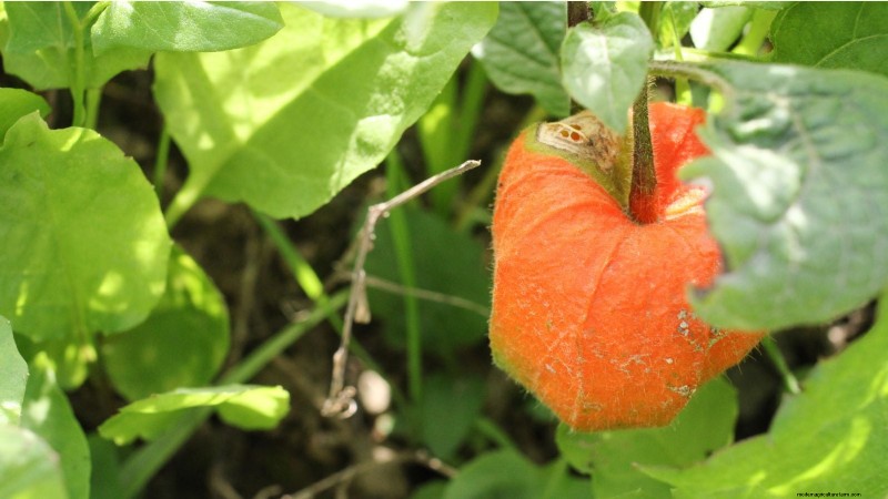 Ground Cherry: Planting, Growing & Care Guide | [Your Brand/Site Name]