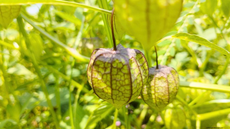 Ground Cherry: Planting, Growing & Care Guide | [Your Brand/Site Name]