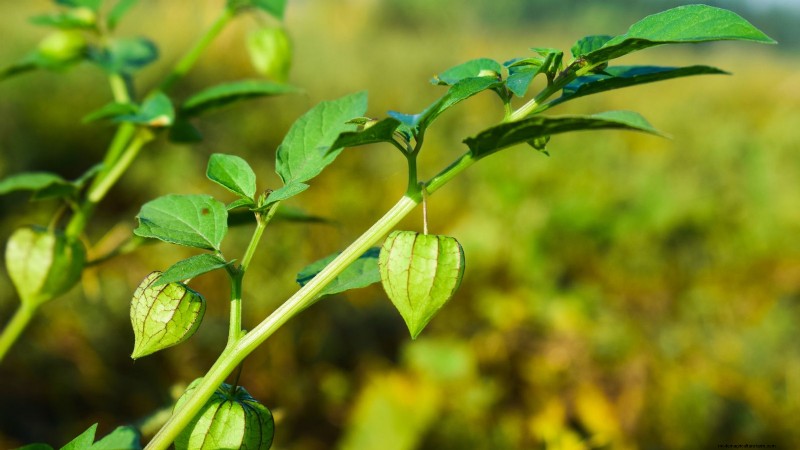 Ground Cherry: Planting, Growing & Care Guide | [Your Brand/Site Name]