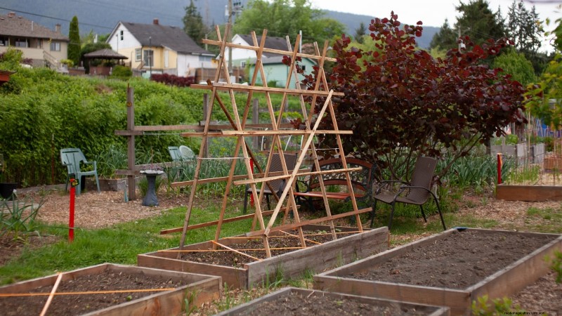 Ground Cherry: Planting, Growing & Care Guide | [Your Brand/Site Name]