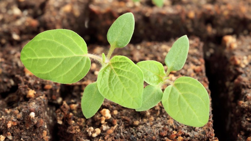 Ground Cherry: Planting, Growing & Care Guide | [Your Brand/Site Name]