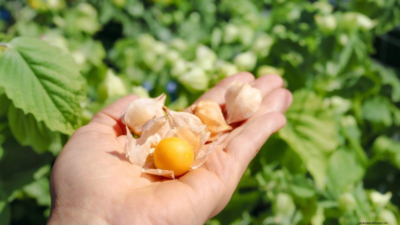 Ground Cherry: Planting, Growing & Care Guide | [Your Brand/Site Name]