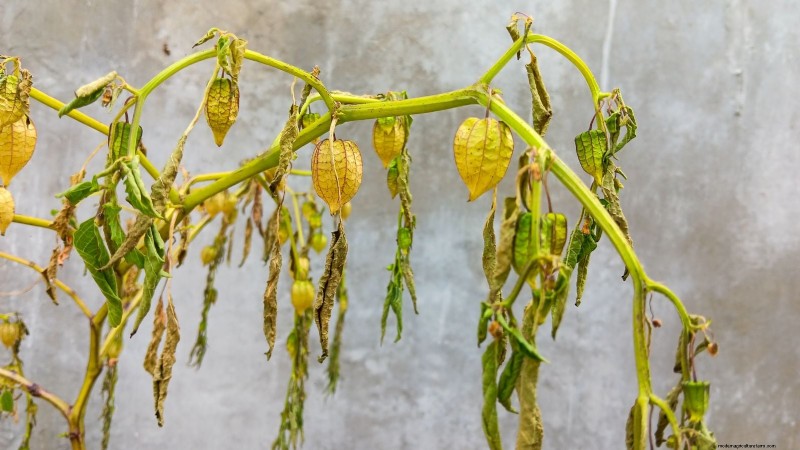 Ground Cherry: Planting, Growing & Care Guide | [Your Brand/Site Name]
