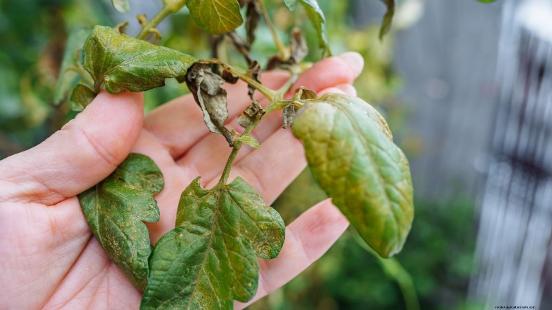 Ground Cherry: Planting, Growing & Care Guide | [Your Brand/Site Name]