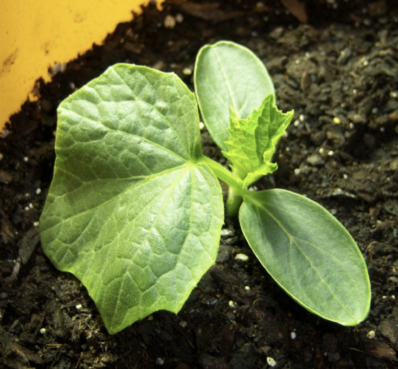 Grow More Cucumbers: Expert Tips & Variety Guide | Southern Exposure Seed Exchange