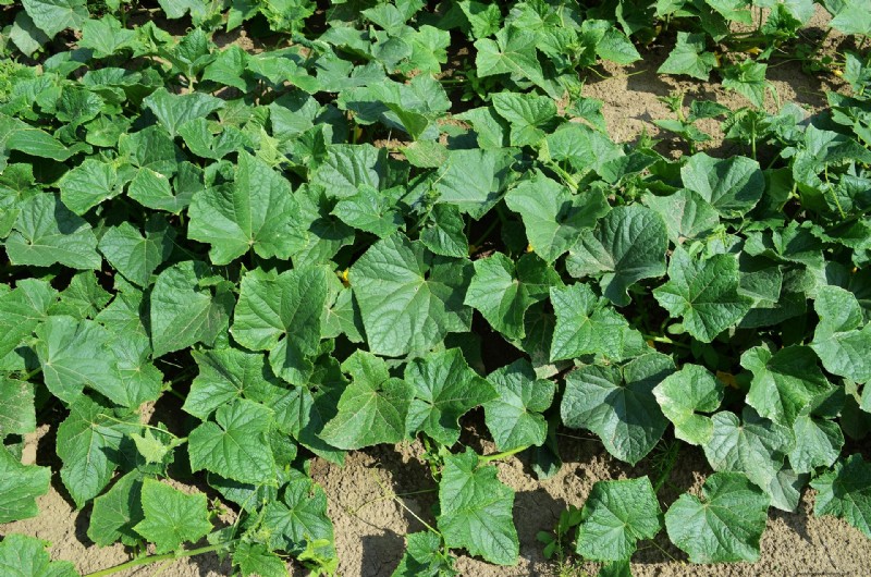 Grow More Cucumbers: Expert Tips & Variety Guide | Southern Exposure Seed Exchange